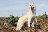 SIBERIAN HUSKY 305
